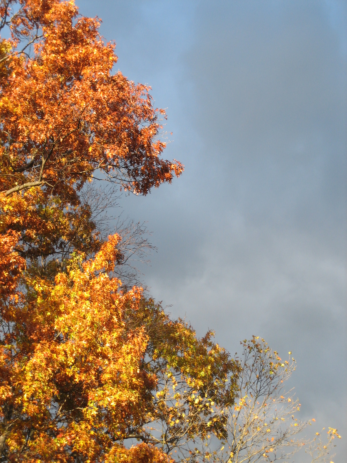 Autumn Tree